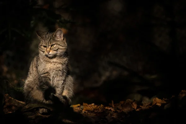 Gato selvagem na floresta — Fotografia de Stock