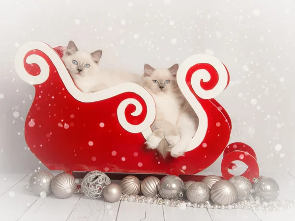 Stoffpuppe Katze Weihnachtskarte — Stockfoto