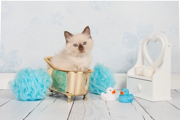 Niedliche Stoffpuppe Babykatze in einer goldenen Badewanne — Stockfoto