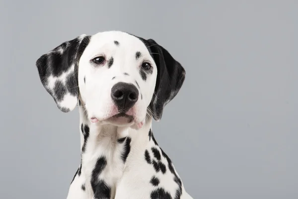 Dalmatian portrait on grey — Stock Photo, Image