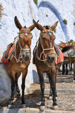 Turistler için kullanılan iki Santorini eşekler