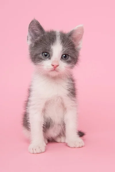 Szary i biały kotek dla niemowląt w kolorze różowym — Zdjęcie stockowe