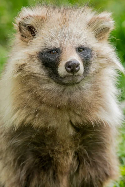 Racoon cane ritratto — Foto Stock
