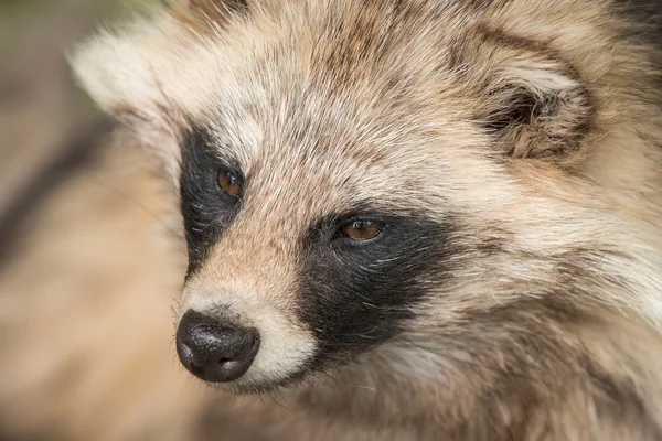 Procione cane ritratto — Foto Stock