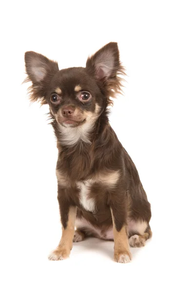 Sentado cão chihuahua marrom — Fotografia de Stock