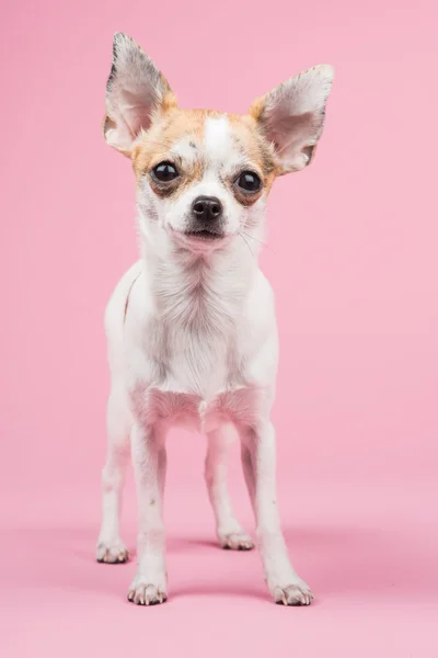 Roztomilý stojící čivava pes před kamerou na růžovém pozadí — Stock fotografie
