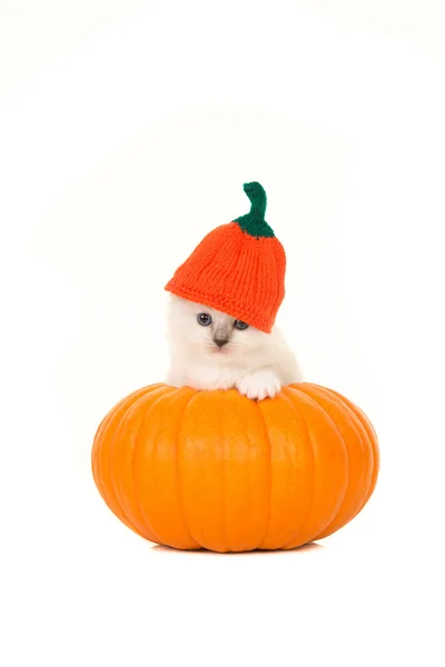 Cute ragdoll baby cat in an orange pumpkin and a pumpkin hat isolated on a white background — Stock Photo, Image