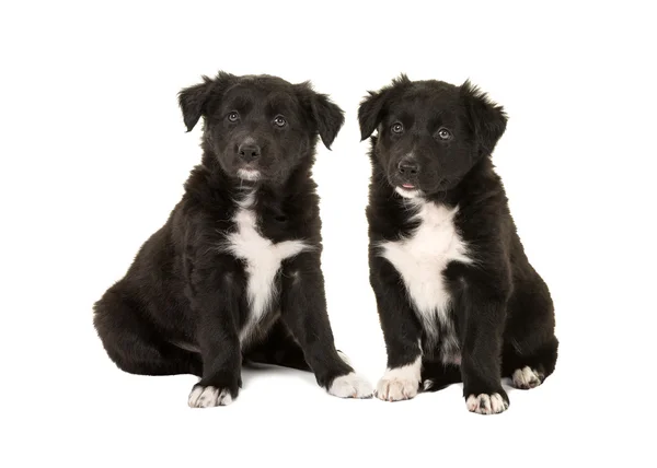 Twee schattige zwart-wit Bordercollie puppy honden zitten geconfronteerd met de camera geïsoleerd op een witte achtergrond — Stockfoto