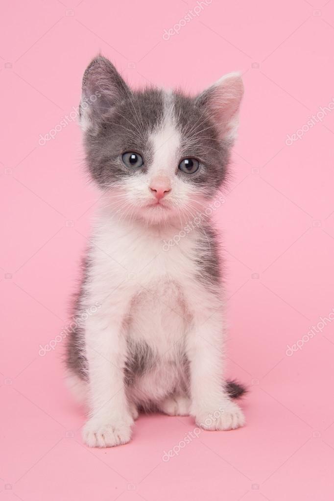 Grey and white  baby  cat  kitten  in pink   Stock Photo 