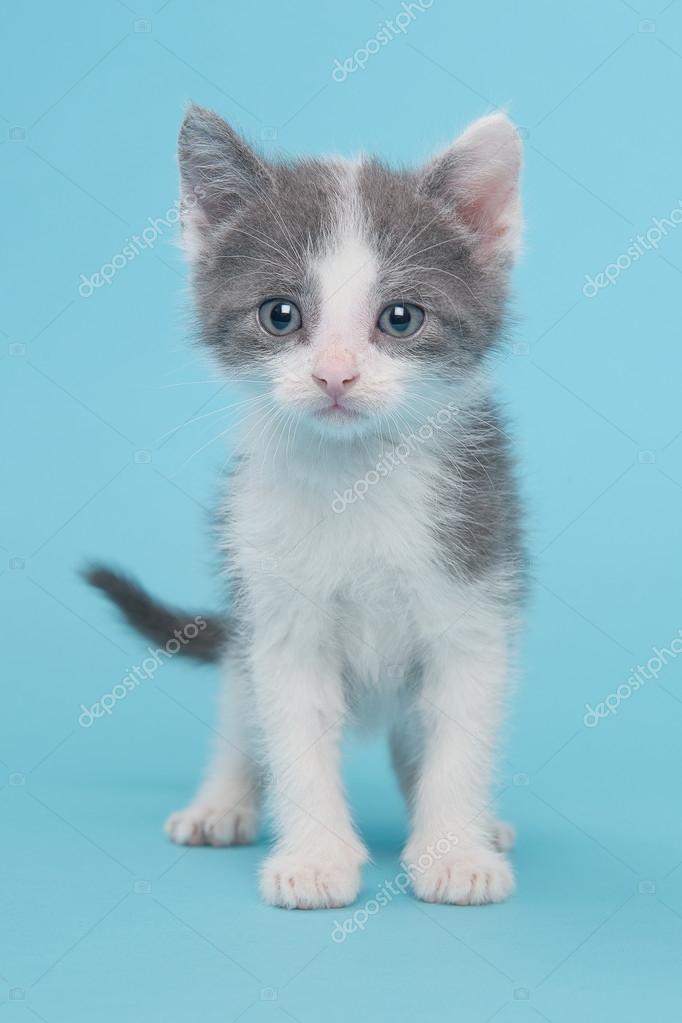Chat Bebe En Bleu Image Libre De Droit Par Miraswonderland C