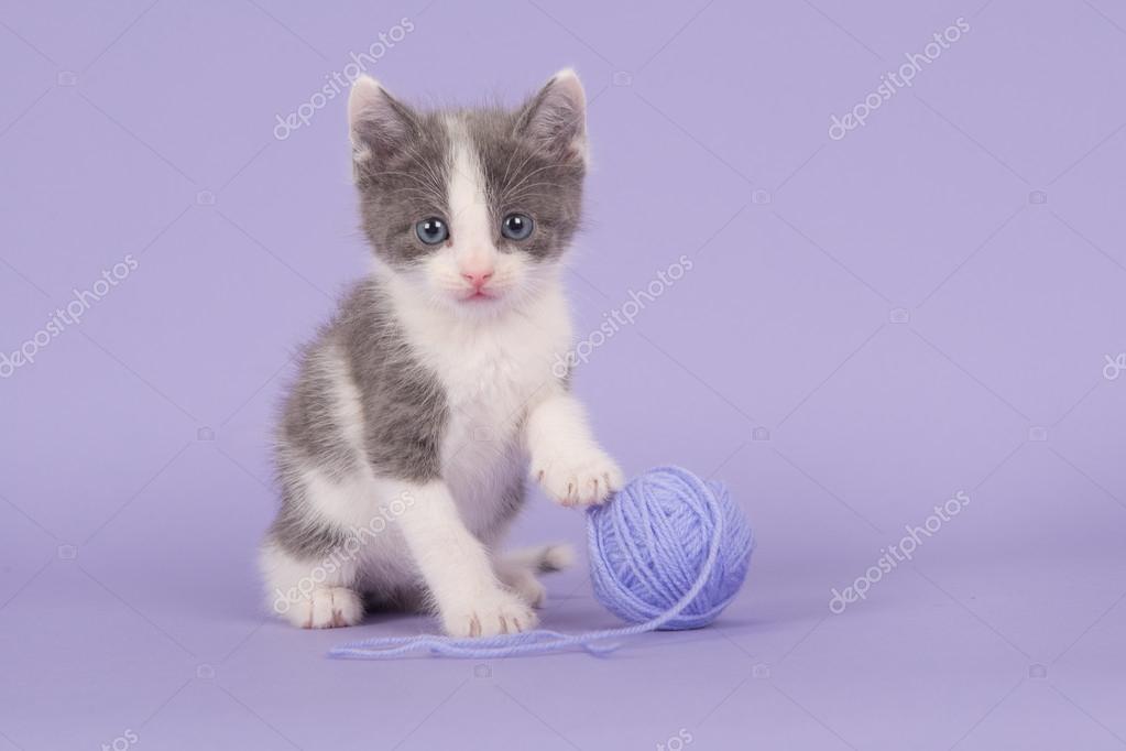 Chaton Gris Et Blanc En Violet Image Libre De Droit Par Miraswonderland C Chaton Gris Et Blanc En Violet Image Libre De Droit Par Miraswonderland C