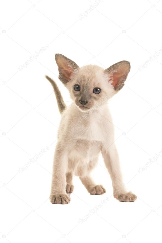 Siamkatze Baby - Katzen, die nicht haaren - Katzenrassen im Portrait ... / 10:05 vitomalia 88 173 просмотра.