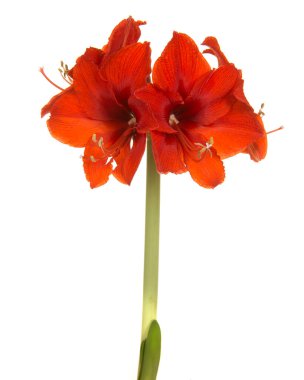 Çiçek açan kırmızı Amaryllis çiçeği dikey bir resimde beyaz bir arkaplanda izole edilmiş.