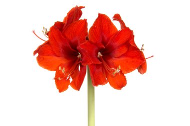 Çiçek açmış kırmızı Amaryllis çiçeği beyaz bir arkaplanda izole edilmiş.