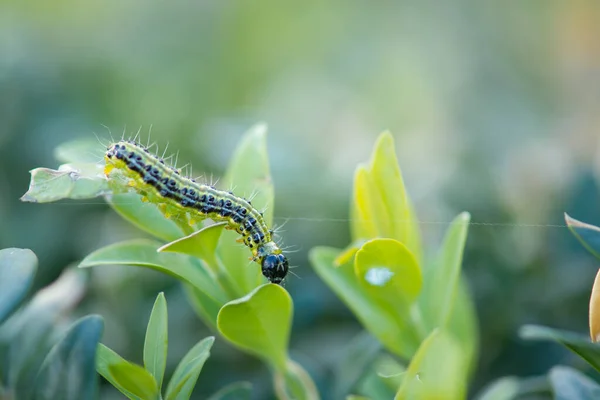 Caterpillar Buxbom Mal Äter Buske Buske Stockfoto