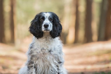 Arka planda orman şeridiyle kameraya bakan Cocker köpek portresi.