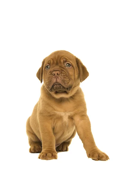 Lindo Dogue Burdeos Cachorro Mirando Lejos Sentado Aislado Sobre Fondo Imagen de archivo