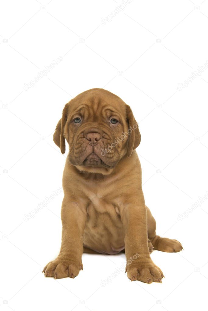 Cute dogue de Bordeaux puppy sitting isolated on a white background