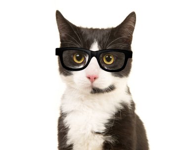 Kameraya bakan siyah ve beyaz kedi portresi beyaz arka planda siyah gözlük takıyor.