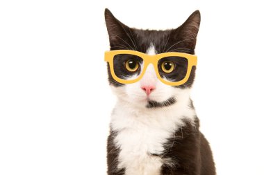 Beyaz arka planda izole edilmiş sarı gözlük takan siyah beyaz kedi portresi.