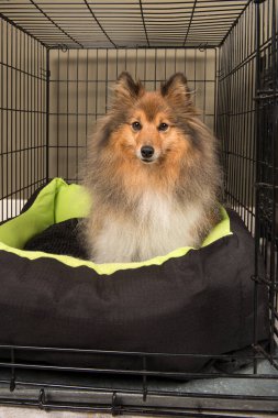 Köpek, oturma odasında tel bir köpek kasasında oturmuş kameraya bakıyordu.