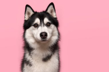Pembe arka planda kameraya bakan Sibiryalı bir Husky portresi