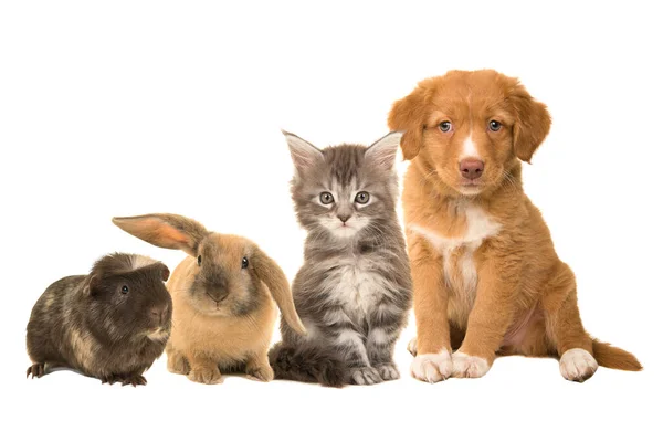 Bir grup farklı hayvan, bir köpek yavrusu, bir kedi, bir tavşan ve bir kobay