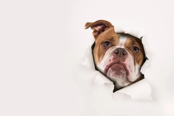 Porträtt Gammal Engelsk Bulldogg Som Kikar Genom Ett Hål Vit Stockbild