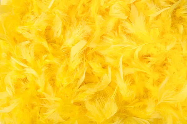 Plumas Amarillas Brillantes Una Imagen Marco Completo Como Fondo Para Fotos de stock libres de derechos