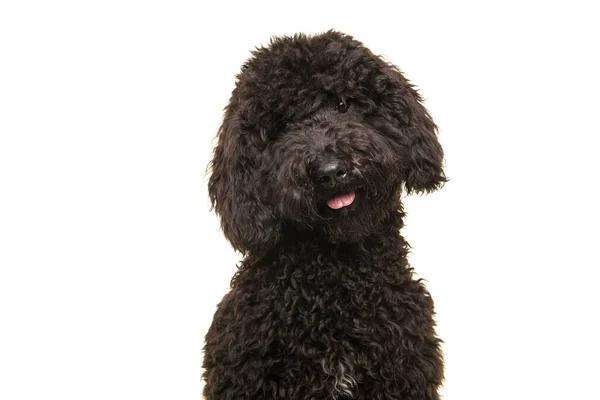 Retrato Perro Labradoodle Negro Rizado Mirando Cámara Aislada Sobre Fondo Imágenes de stock libres de derechos