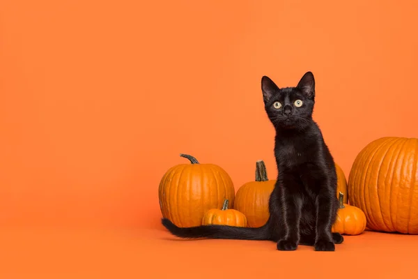 Söt Svart Katt Mellan Orange Pumpor Orange Bakgrund Stockbild