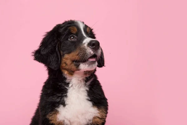 Retrato Lindo Perrito Bernés Montaña Mirando Hacia Arriba Sobre Fondo Imagen de stock