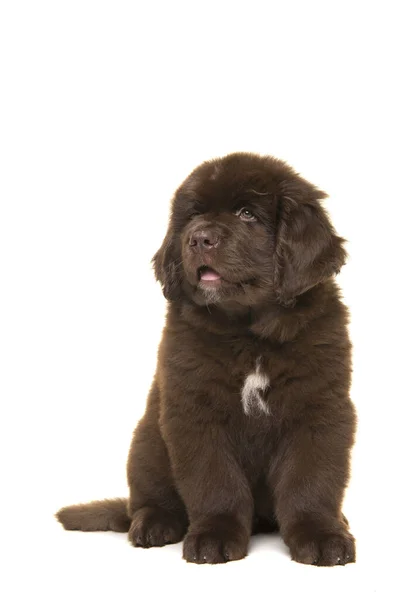 Lindo Sentado Marrón Cachorro Perro Terranova Mirando Hacia Arriba Aislado Fotos de stock