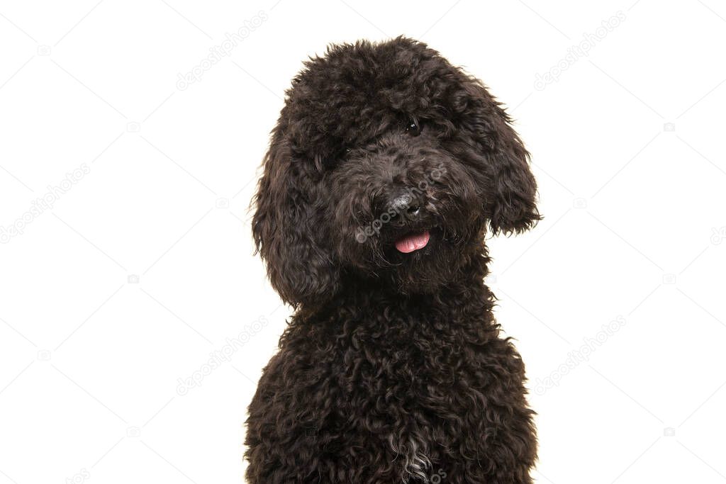 Portrait of a curly black labradoodle dog looking at the camera isolated on a white background