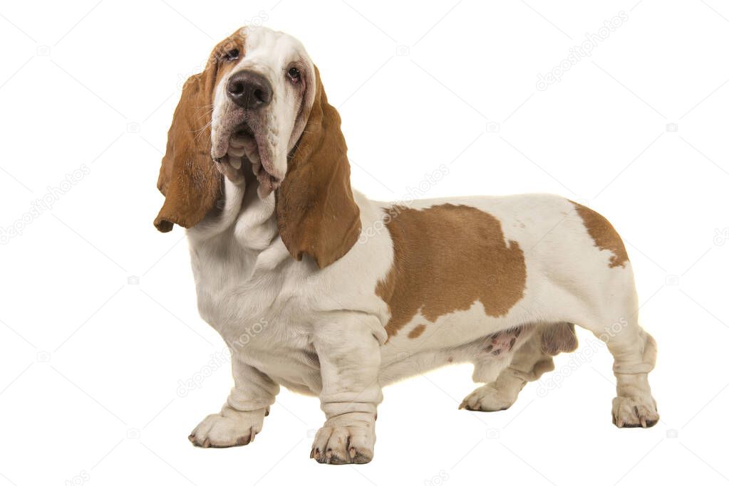 Basset hound standing isolated on a white background