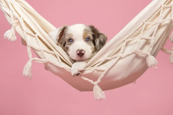 Leuke Border Collie Puppy Liggend Een Hangmat Kijkend Naar Camera — Stockfoto