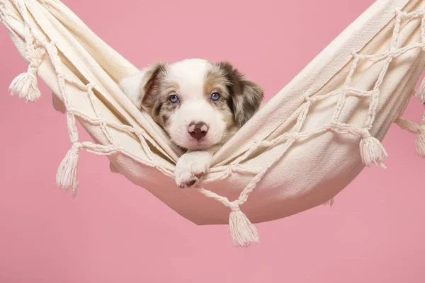 Söt Gräns Collie Valp Ligger Hängmatta Tittar Kameran Rosa Bakgrund Stockfoto