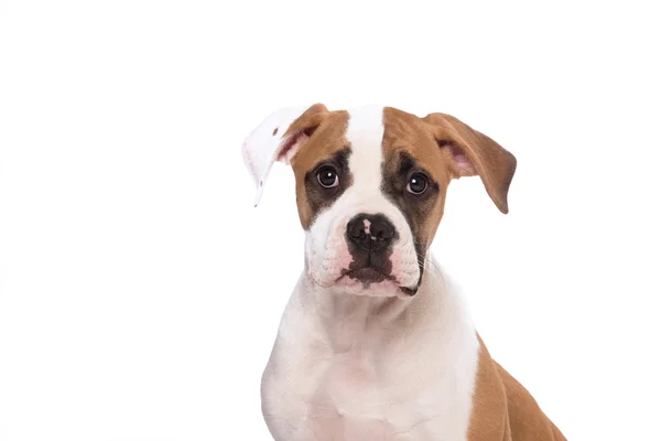 American Bulldog pup geïsoleerd — Stockfoto