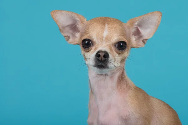 Portrét krásné čivava pes — Stock fotografie