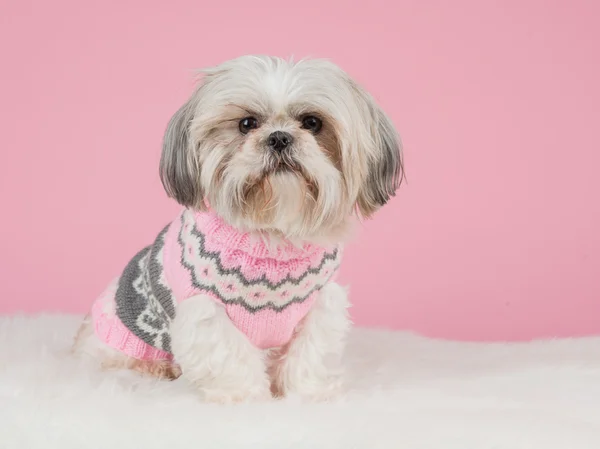 可爱的西施狗穿着一件粉红色的针织毛衣在粉红色的背景 — 图库照片