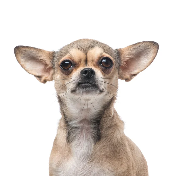 Bonito chihuahua cão retrato — Fotografia de Stock