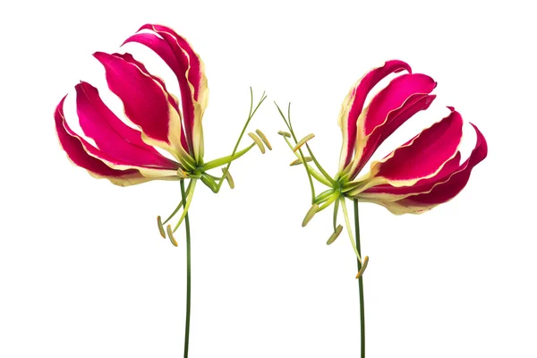 Квіти лілії слави — стокове фото