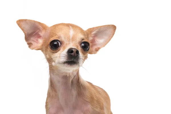 Chihuahua χαριτωμένο πορτρέτο — Φωτογραφία Αρχείου