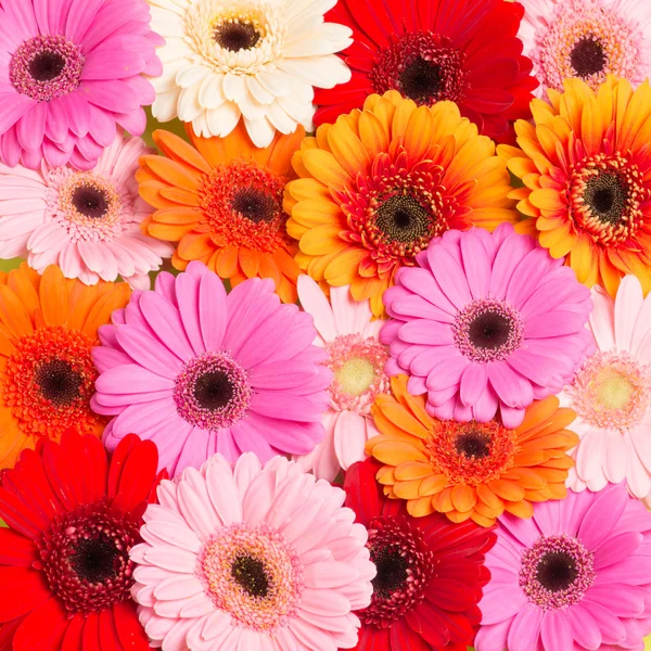 Bunte Blumen — Stockfoto