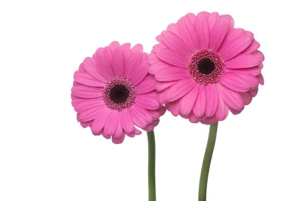 Rosa Gerbera Flores — Fotografia de Stock