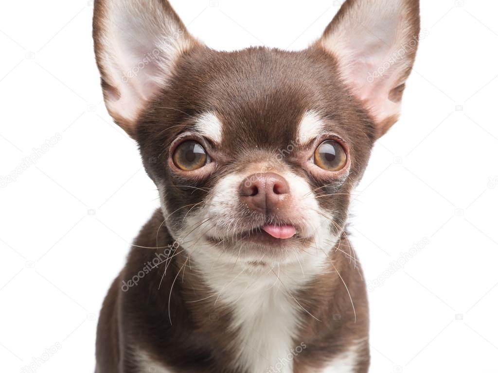 Funny chihuahua close-up portrait