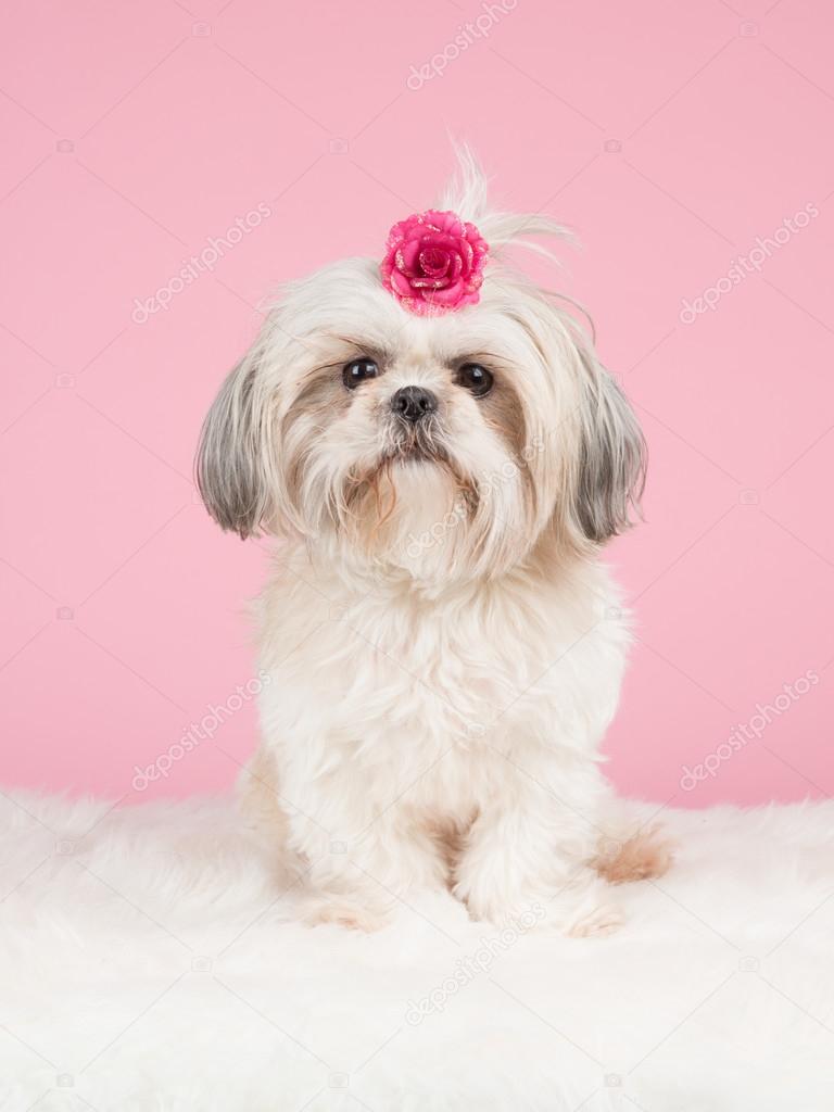 Cute shih tzu dog wearing a pink bow at a pink background — Stock