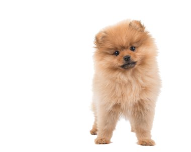 Sevimli pomeranian köpek köpek ayakta