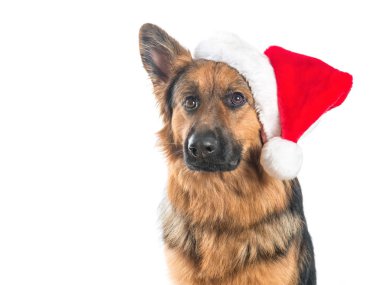 Noel Baba'nın şapka giyen Alman çoban köpek