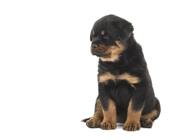 Cute sitting rottweiler puppy looking to the left — Stock Photo, Image